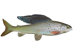 Arctic Grayling