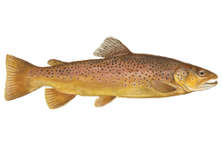 brown trout