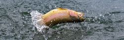 rainbow trout