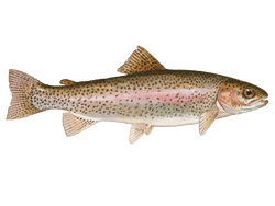 rainbow trout